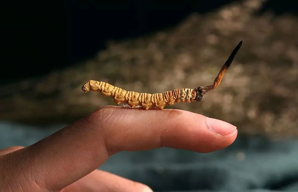 在衫舢吃了半年蟲草，體質明顯增強