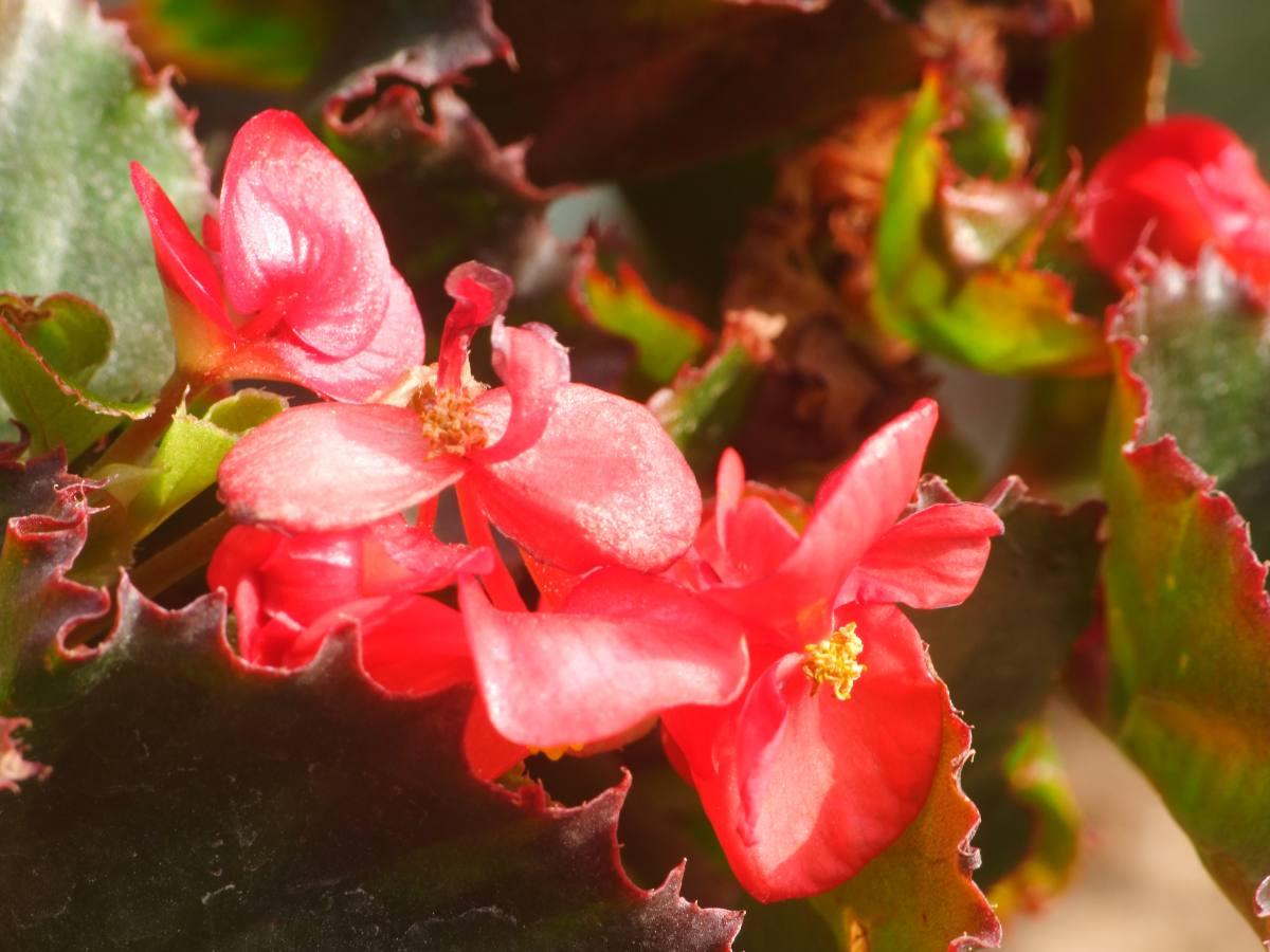 常见的海棠，开花后像“美人”，颜值一个比一个高