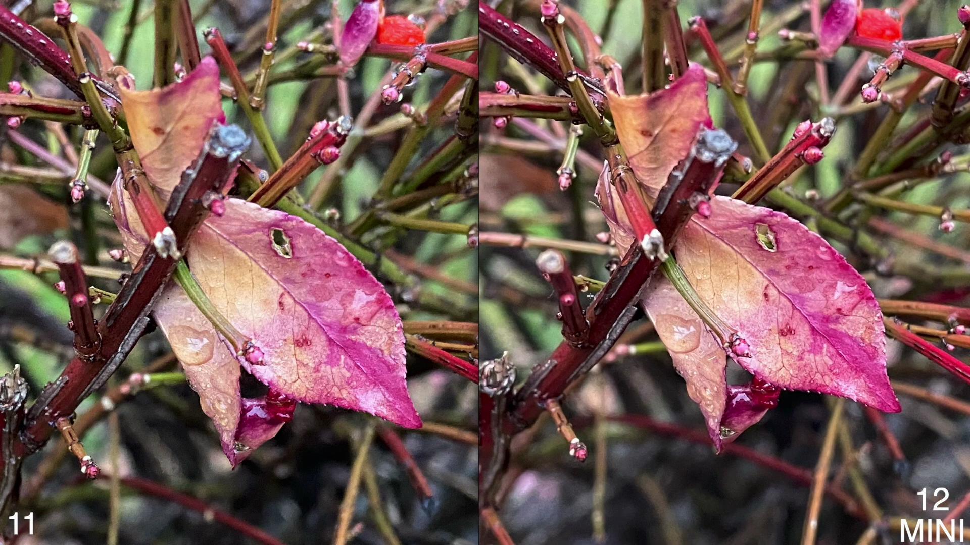 iPhone12mini和iPhone11拍照对比：差距明显