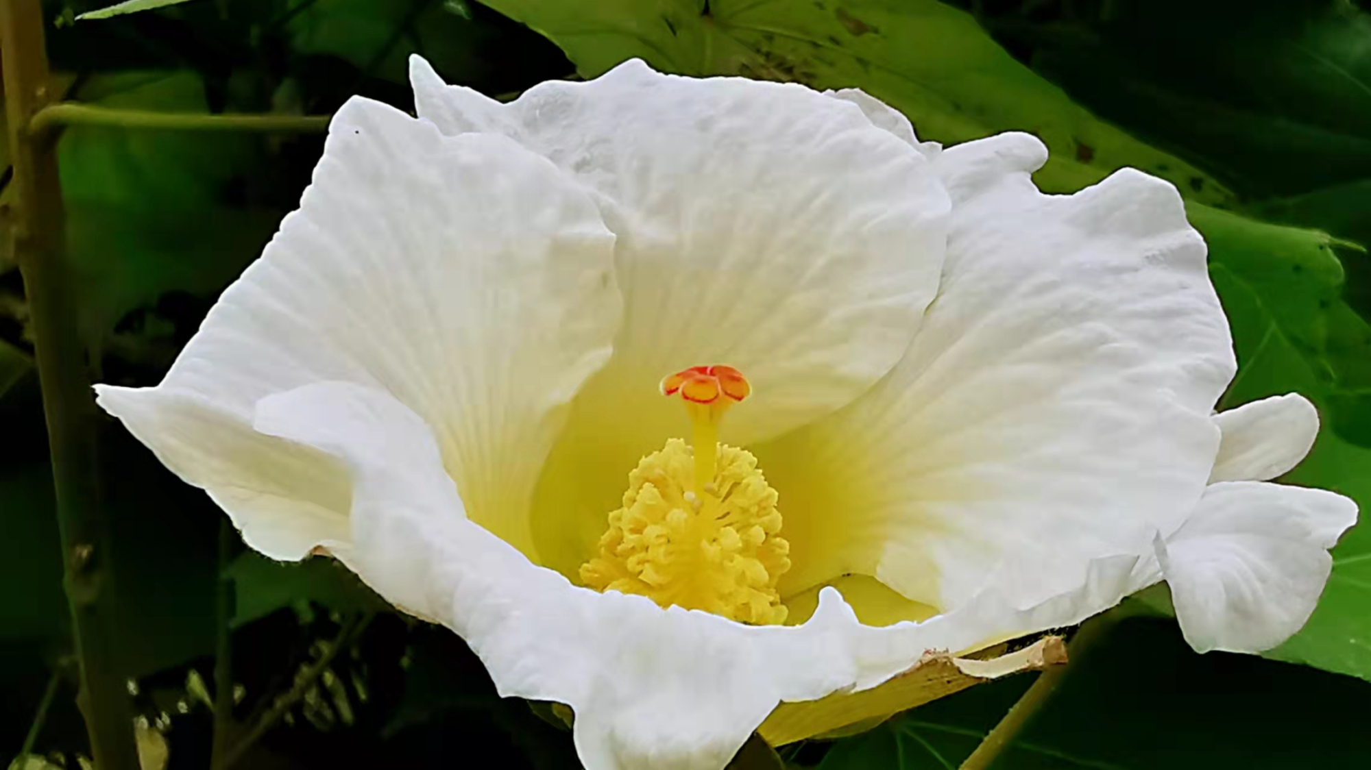 盛世芙蓉开，大运成都来