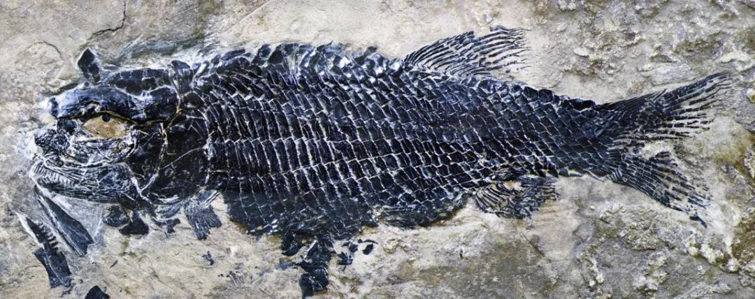 2.44亿年前“食人鱼”现身云南，大灭绝后的产物，是陨石带来的？