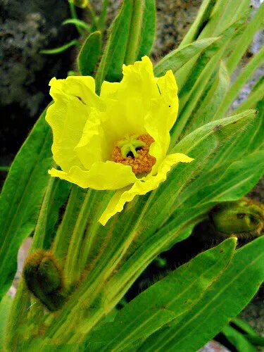 绿绒蒿属于什么科（带你了解中国最美高山花卉）
