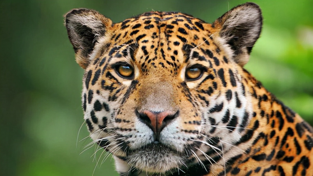 动漫推荐:这部日本动漫比动物城还疯狂,巨蜥和狼也可以繁衍后代