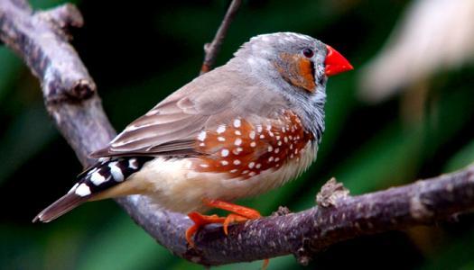 冯骥才《珍珠鸟》