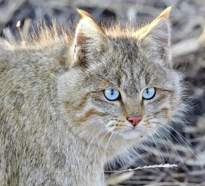 的数量急剧减少,在《中国濒危动物红皮书濒危等级》中被列为濒危物种
