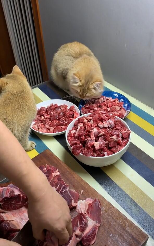 猫咪可以吃的9种人类食物，现在知道还不晚