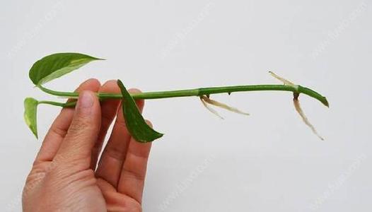 天气暖和，绿萝扦插好成活，一共2种方法，埋土里就能生根！