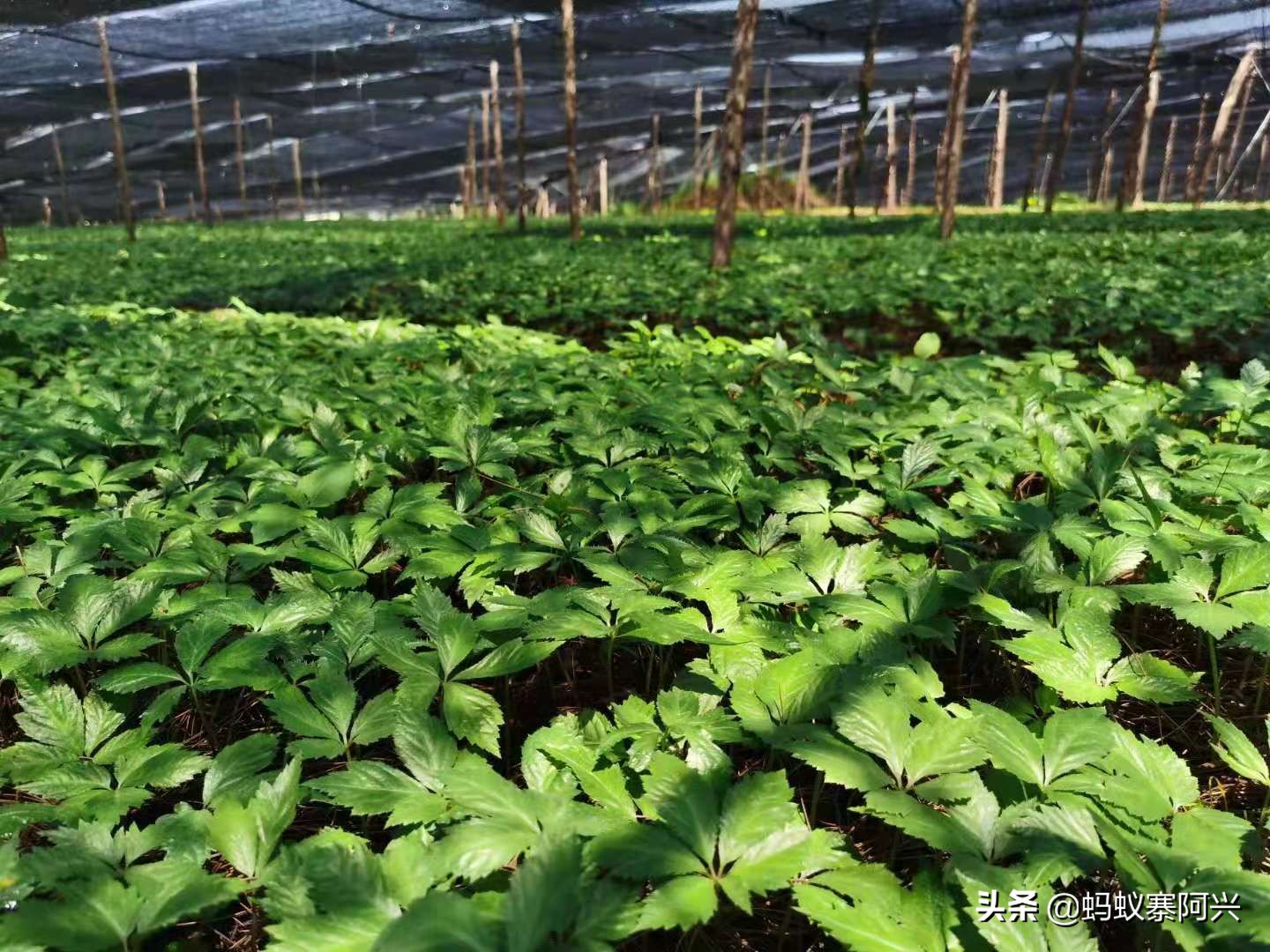 云南文山三七(云南文山三七批发市场)-图7