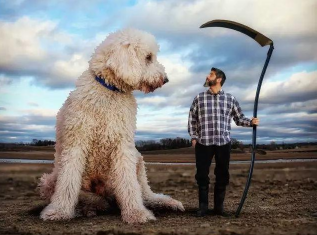 为什么同样是贵宾犬，而巨型贵宾犬却遭嫌弃？原因有6个