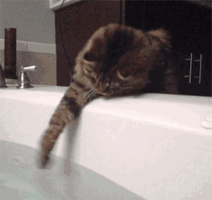 猫咪爱喝水是好事，喝水异常增加是高危警告