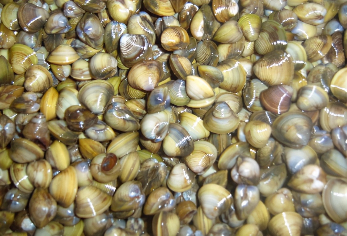 河蚬:儿时河里大把,因肉少被嫌弃,如今成稀罕货,常年出口日韩