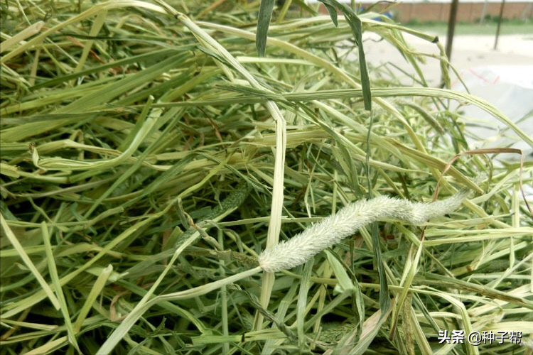 牧草干草的加工，和調(diào)制方法，如何讓禽畜在冬季吃上優(yōu)質(zhì)干草？