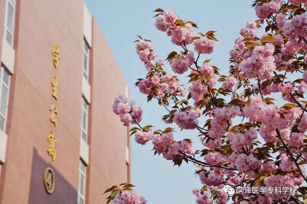 菏泽医学专科学校牡丹，又是姹紫嫣红开遍