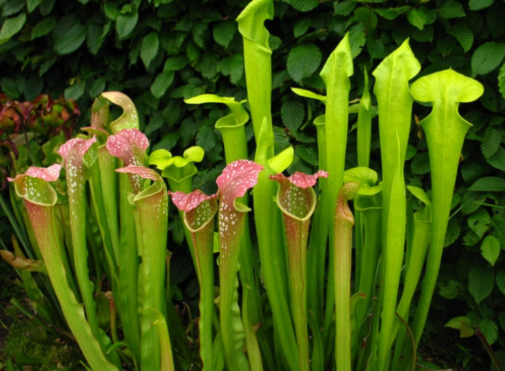 好看好养又实用-好看好养又实用的花 - 114知识网