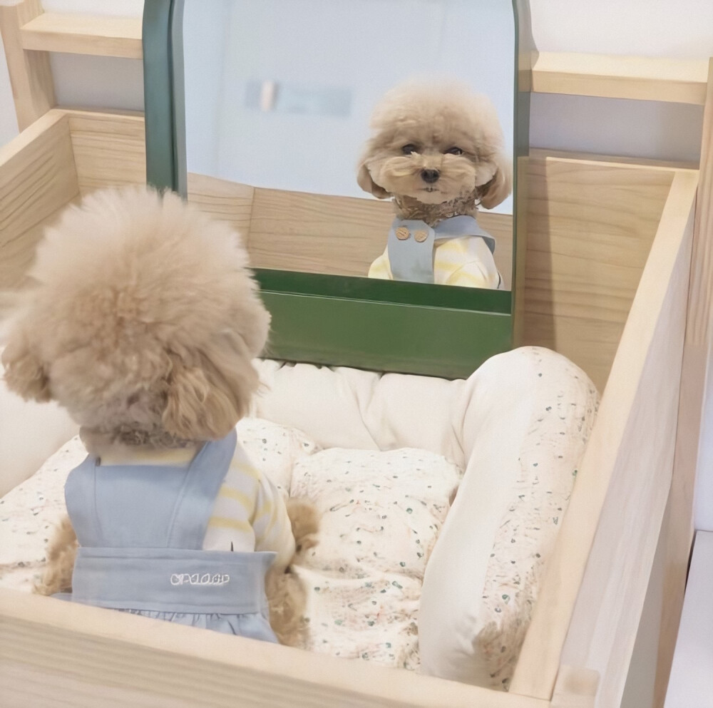 汪爸汪妈上岗培训课——教你如何正确饲养狗狗