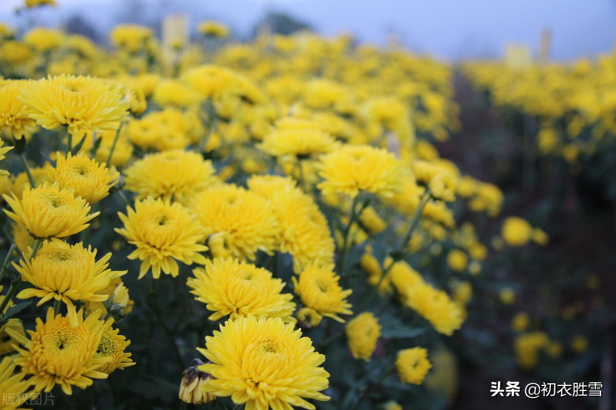 形容秋季菊花的唯美句子