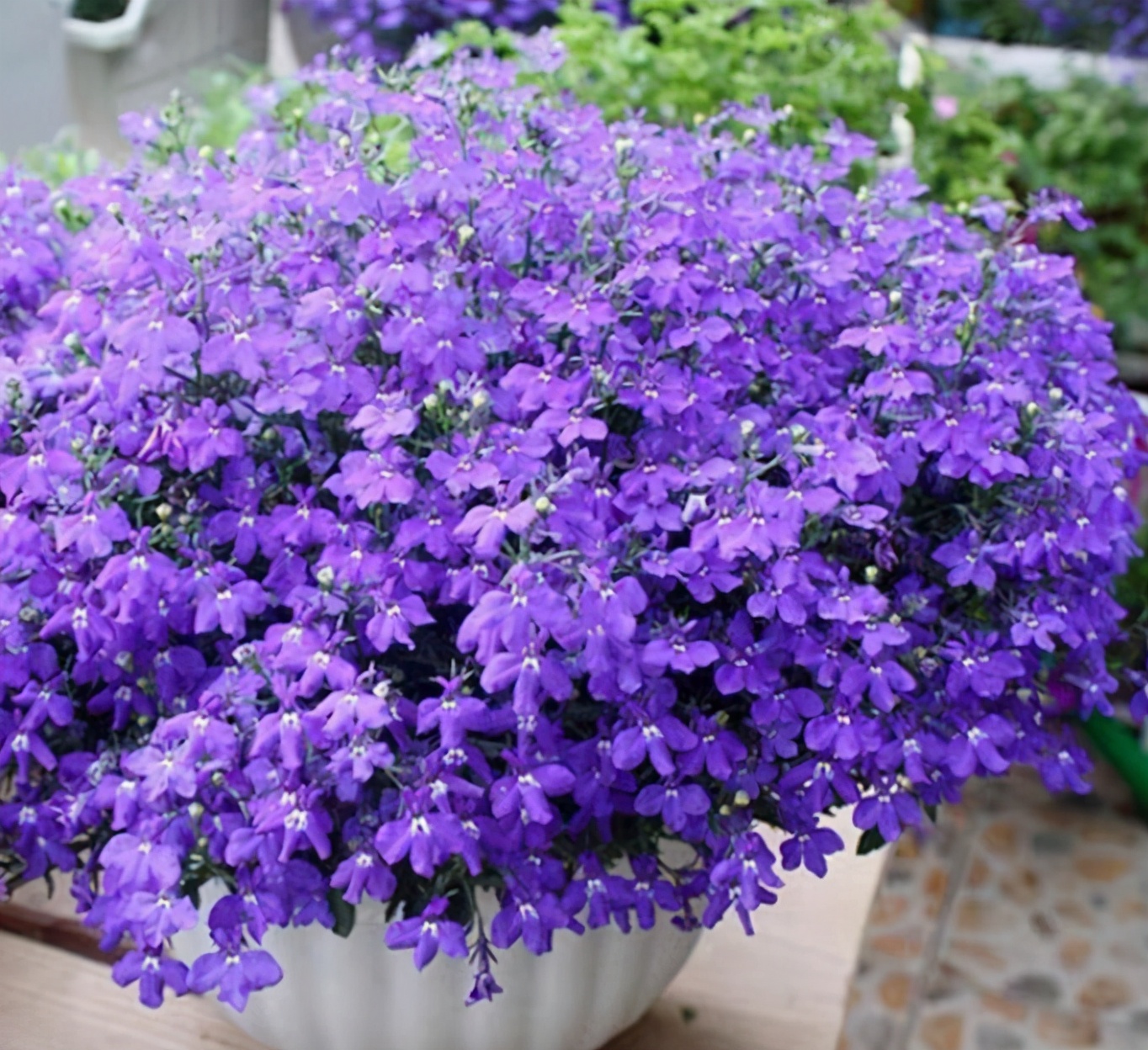 这4种花适合吊着养,漂亮又不占地方