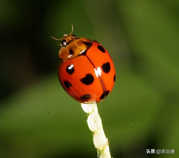 七星瓢虫是益虫吗（瓢虫种类知多少利害一定要清楚）