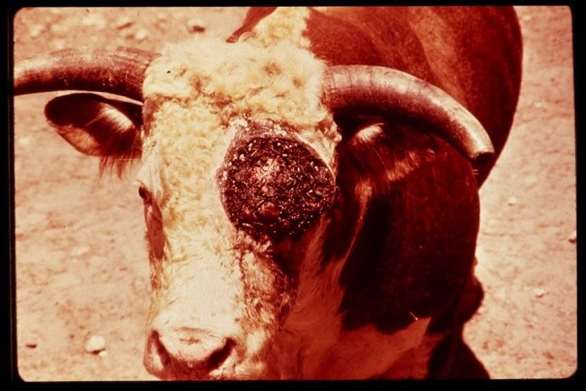 今日四川的苍蝇—四川人吃蛆_云百科