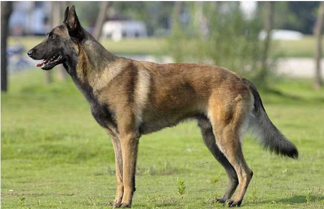 极品黑红马犬图片(工作犬之王) - 赤虎壹号