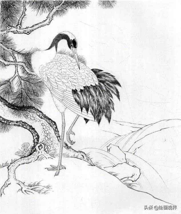 鹤的白描画法:鹤很难画?9张白描线稿拓画临摹,学会画鹤很简单