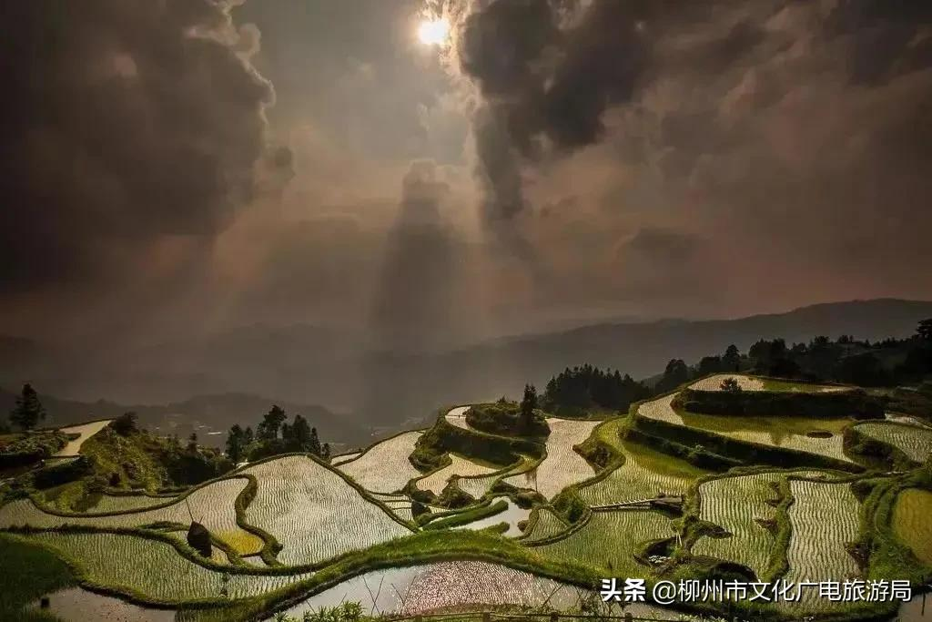 满山金色稻浪,为你换一屏秋色