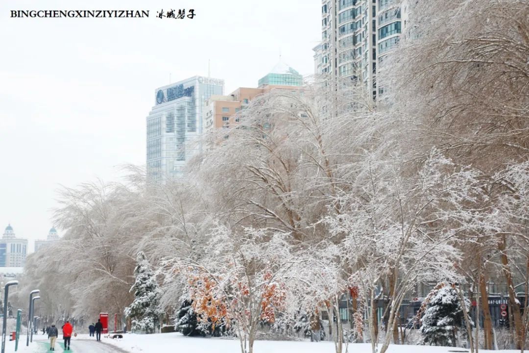 冰城暴雪冻雨之时，却让哈尔滨成为冬的水墨画卷