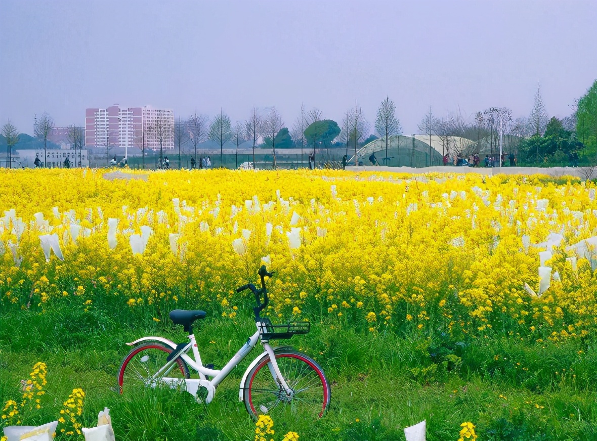 武汉这所高校“很低调”，隶属于国家教育部，但报考专业相对冷门