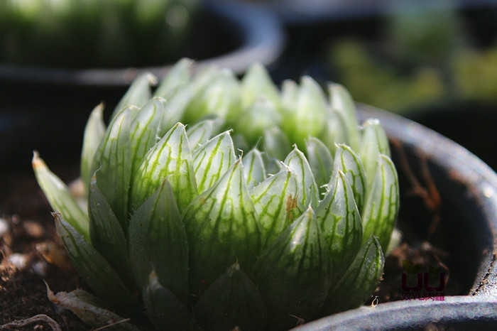 与多肉玉露的"水晶之恋",不妨从养好一棵樱水晶开始