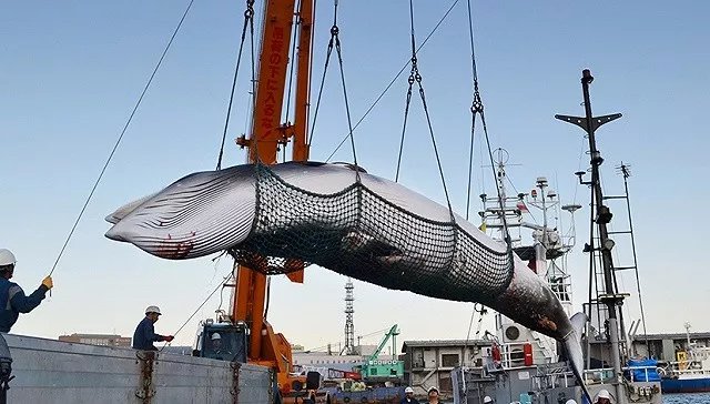 世界上最大的动物：蓝鲸