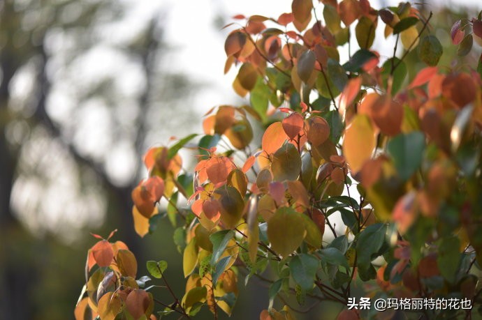 沁香中，恼人的香樟树落叶季又到了 | 植物笔记