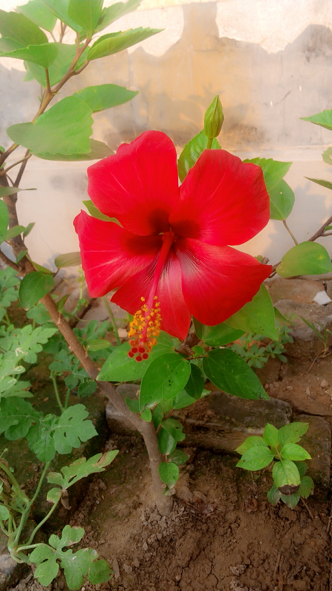 花卉绿植盆栽有什么推荐（100种室内盆栽花草图鉴）