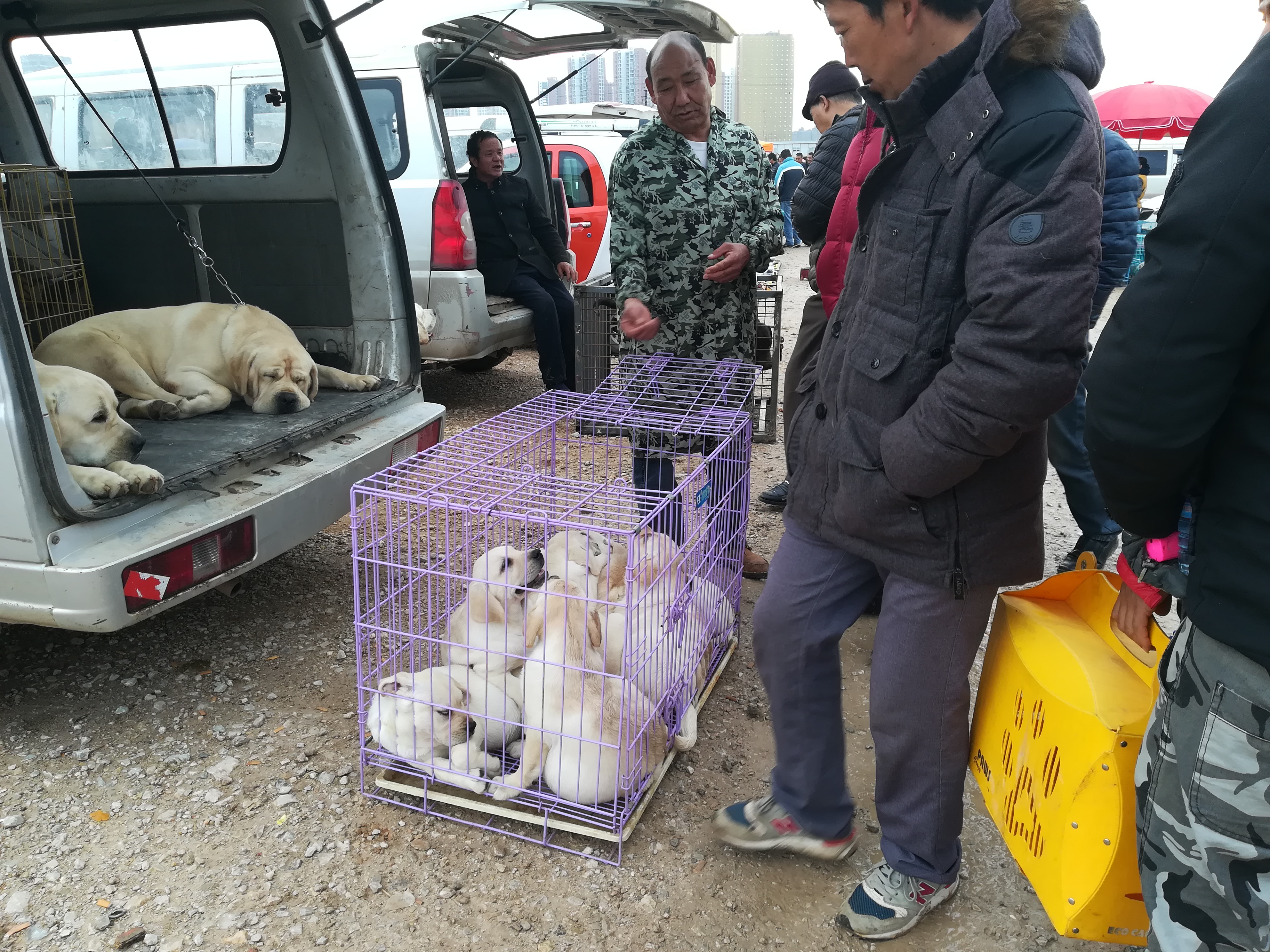 饲养场商贩低价出售拉布拉多，幼犬喊价700元成犬1300元！