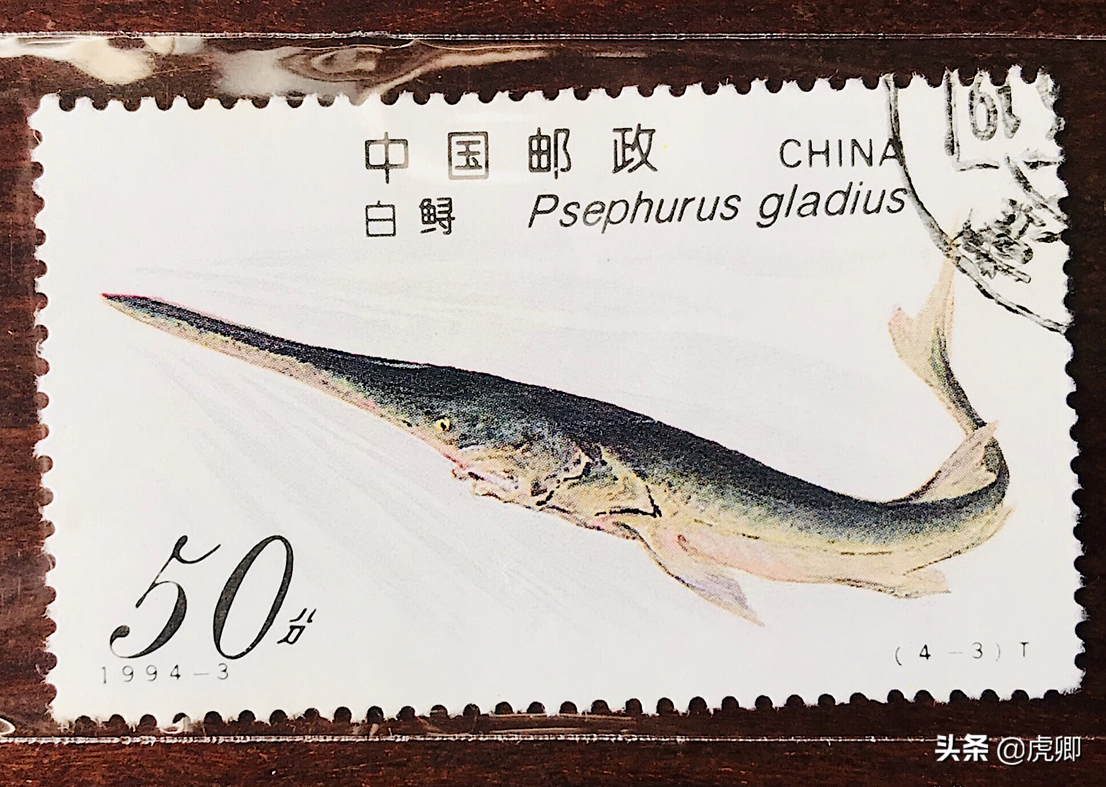 黑龙江没有大坝，被保护近40年，为何鲟鳇鱼仍和中华鲟一样濒危？