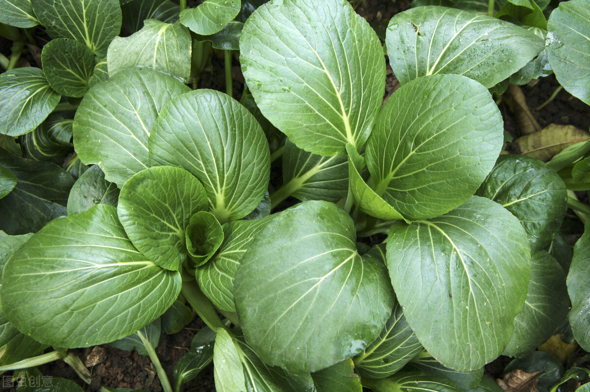 种小白菜的方法和步骤（小白菜的种植时间和方法）