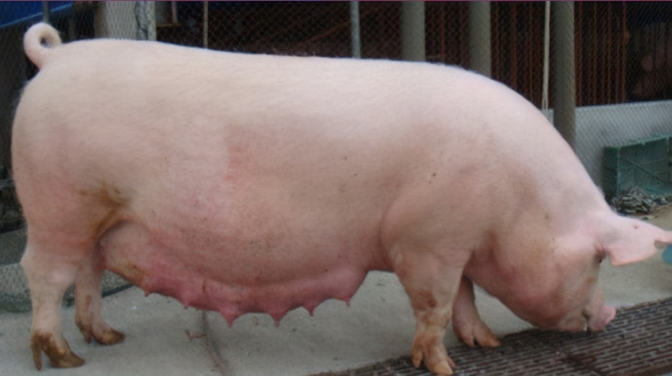 从外地运来母猪怀孕到家怎么养经验分享「记得收藏」 -骁龙网