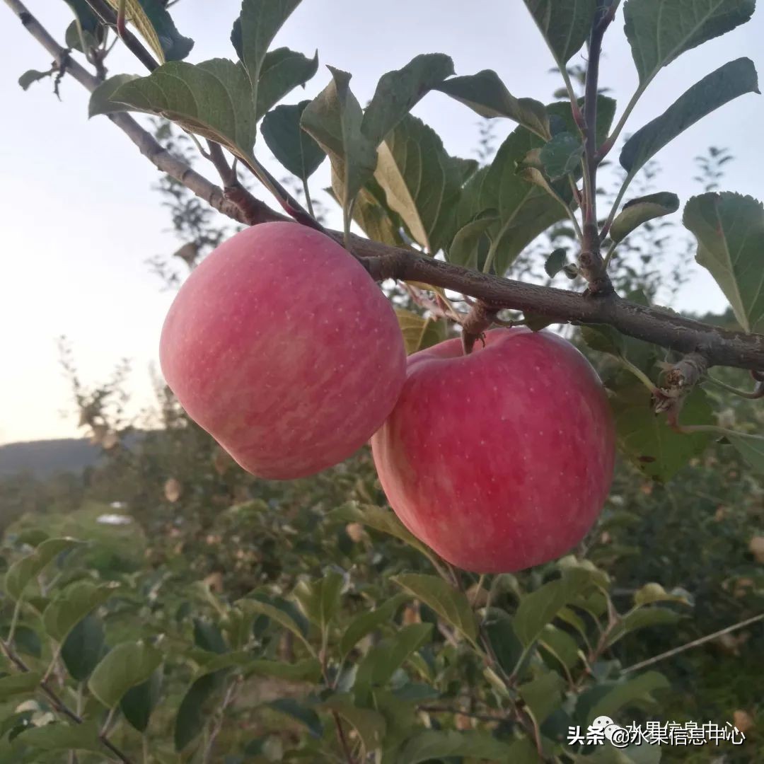 苹果几月成熟（常见的23种苹果的品种产地及成熟时间）