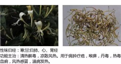 300个中草药图谱（附主治功效），知道一半就太牛了（上）