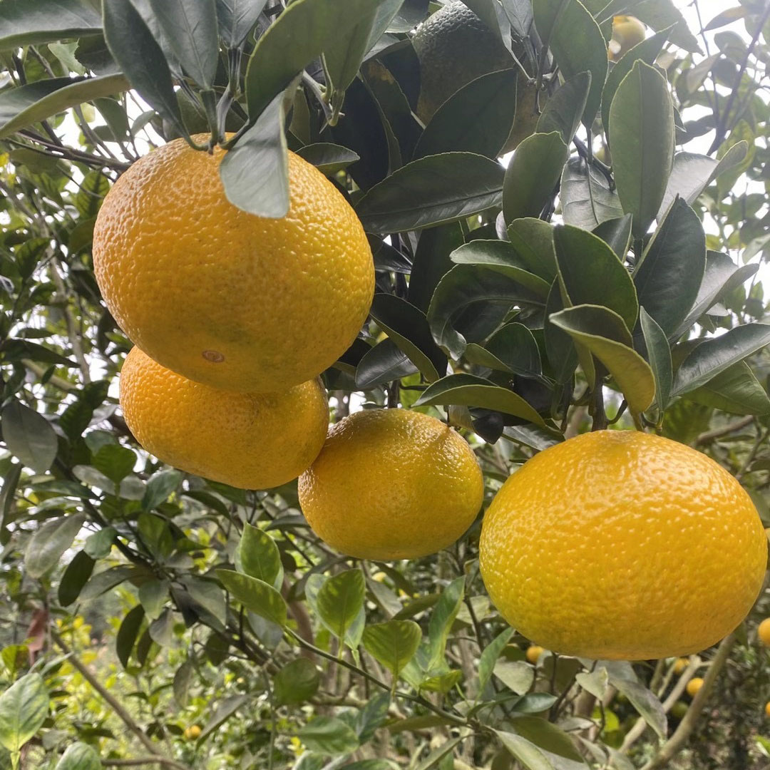 浙江省庆元县甜橘柚高产栽培技术