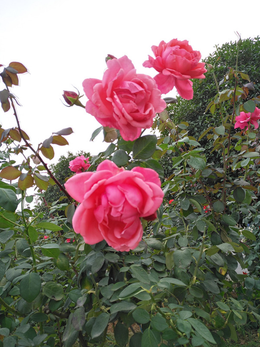 高考语文阅读答题须知：知人论世，解答才能做到客观公允