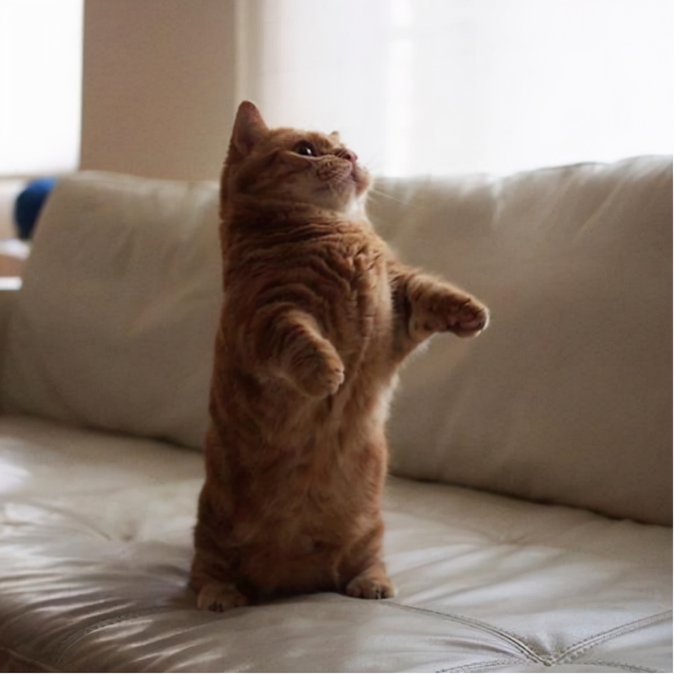 曼赤肯猫：猫界中的霍比特人，天生腿短却喜欢站立，成最萌的猫