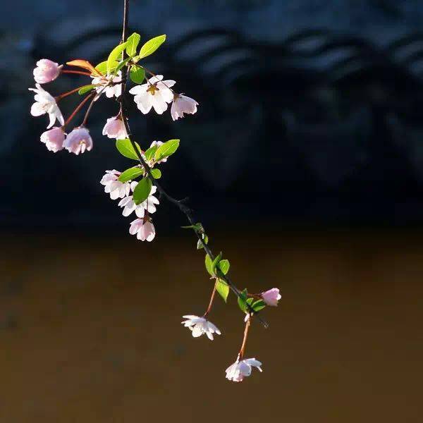 余生，想要一个院子，看花开花落