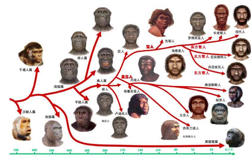 一口气搞懂人类演化史