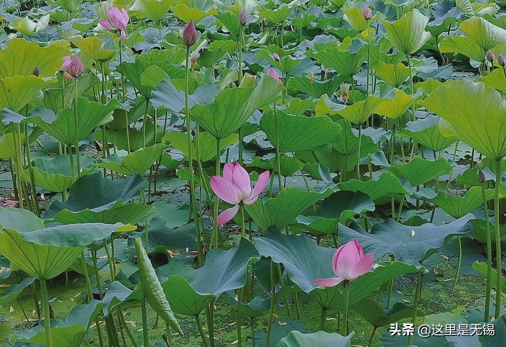 荷花几点开放（几处早荷邀人醉宜兴赏荷地图请收好）