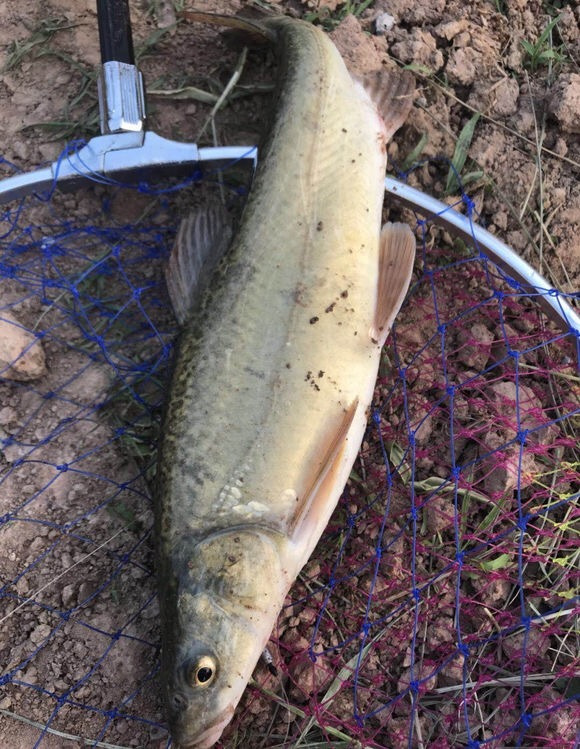 其分类是:鲤形目—鲤科—扁吻鱼属—扁吻鱼.