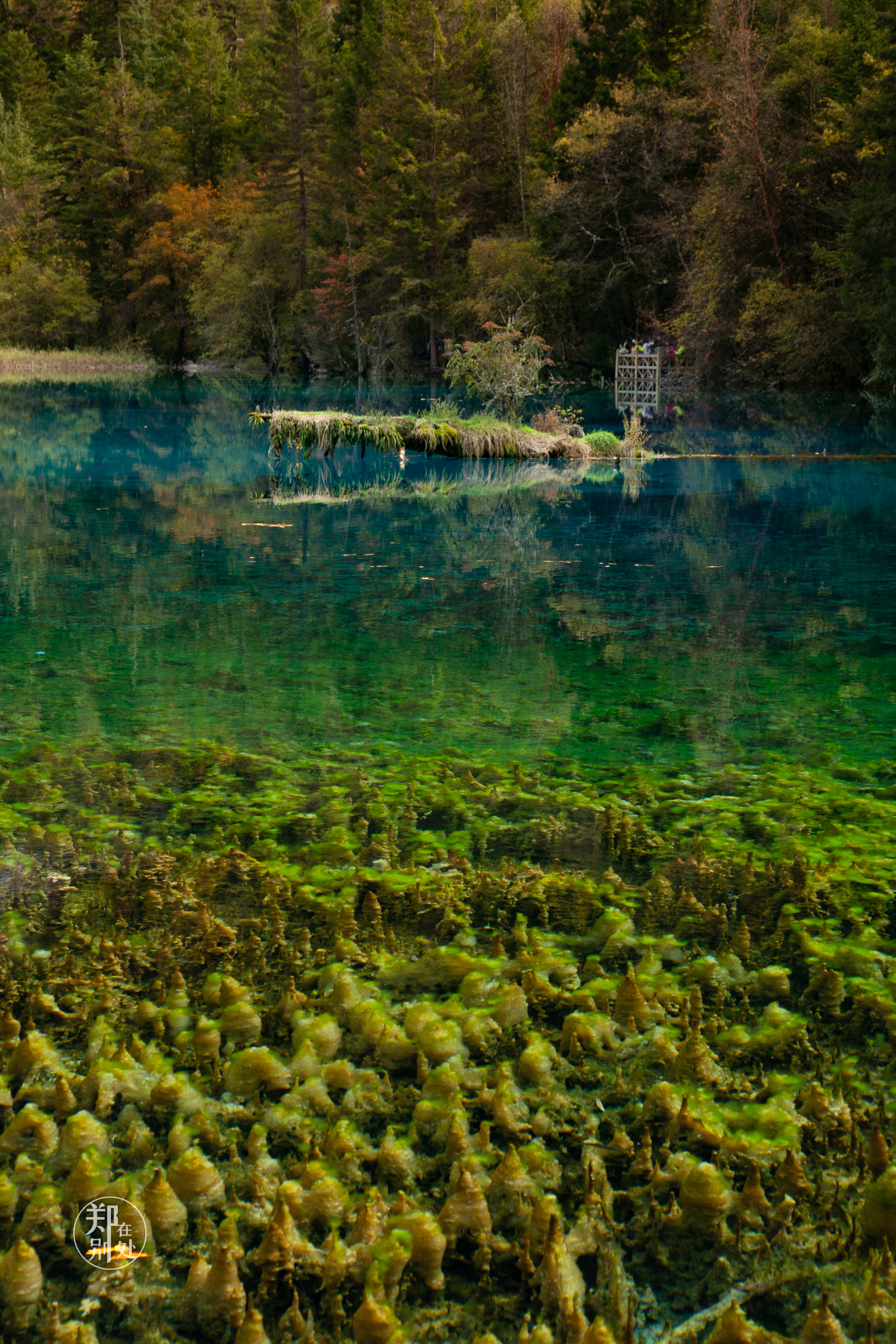湖里生长着水绵,轮藻,小蕨等水生植物群落,还生长着芦苇,节节草,水