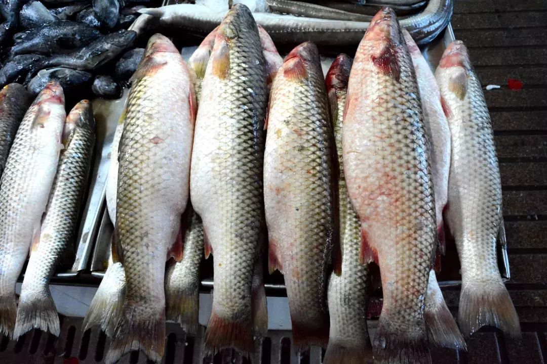 梭魚,梭魚的做法大全家常做法