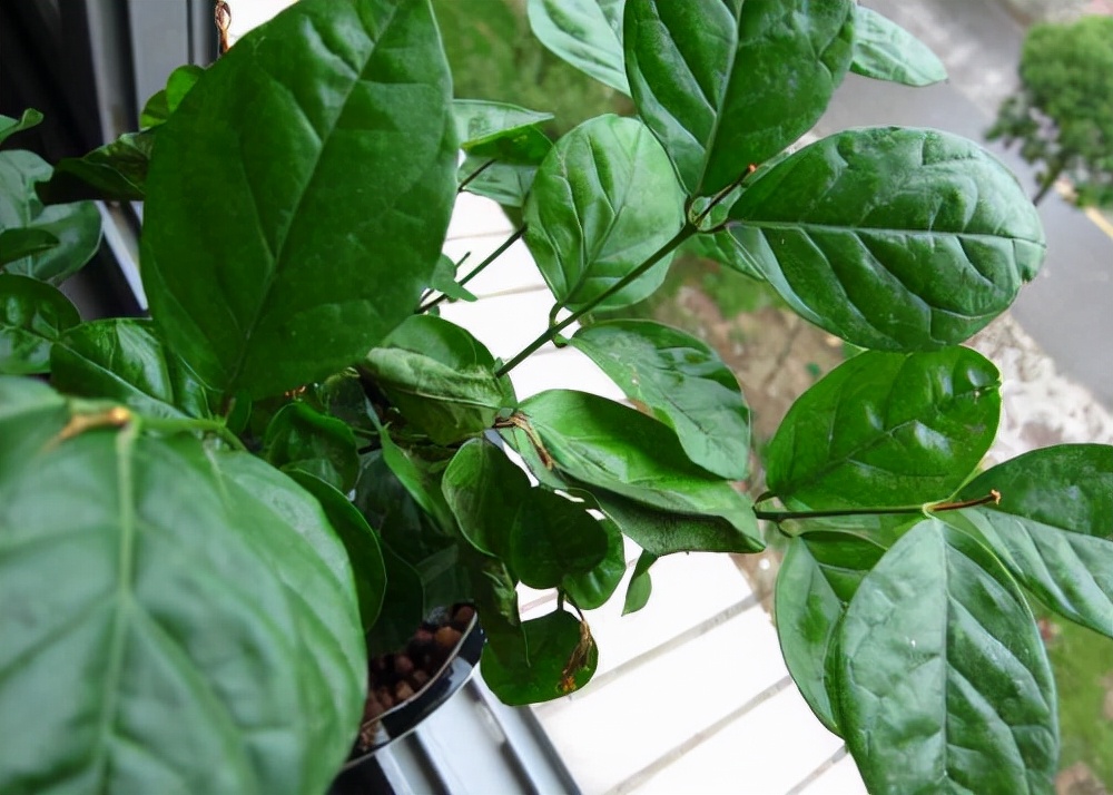 你过来,我告诉你秋冬季植物怎样养护?