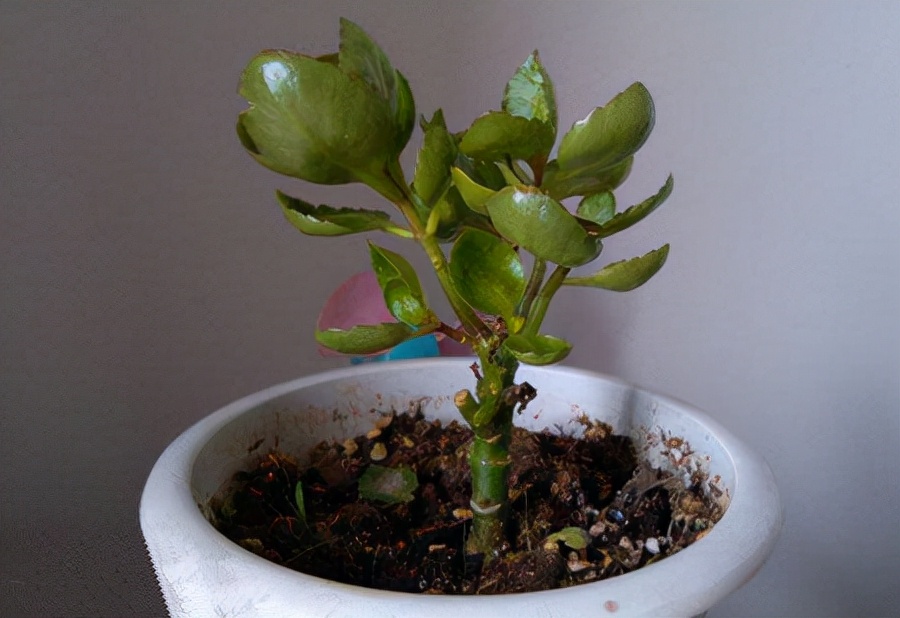 天气变凉爽,刚苏醒的植物该怎么养护?做好这些,盆栽状态完美