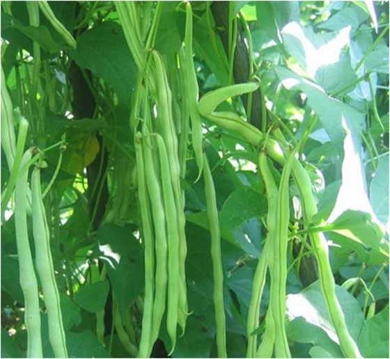 豆科植物有哪些，豆科植物的特征详解？